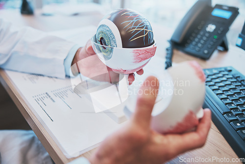 Image of Optometry, eye vision model and optometrist doing research for eye care or anatomy in the clinic. Healthcare, 3d and closeup male ophthalmologist working with a human plastic mould in a optical store