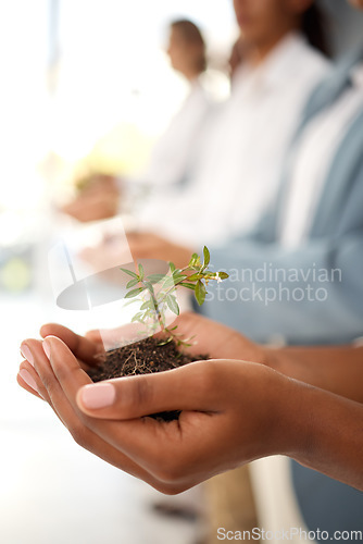 Image of Plants, hands and business growth for eco friendly investment, sustainability and company green startup. Sapling soil, people palm and sustainable development for nonprofit support in climate change