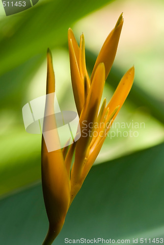 Image of Birds of paradise