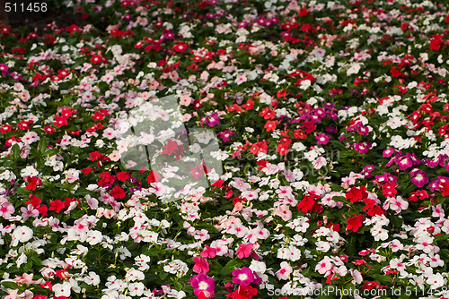 Image of Flower background