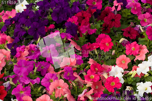 Image of Flower background