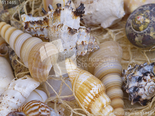 Image of Snail shells