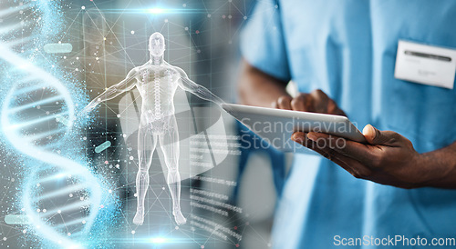 Image of Hands, tablet and doctor with body hologram, overlay and dna research for medical innovation on app. Medic man, nurse and mobile touchscreen for typing on anatomy study or 3d holographic ux in clinic