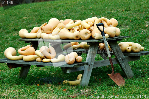 Image of Gourds