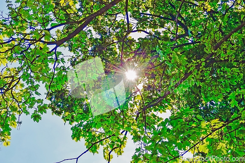 Image of Chestnuts Tree