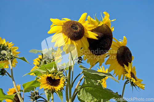 Image of Sunflower