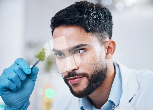 Image of Plant scientist, tweezer and man in laboratory looking at leaf for science experiment. Sustainability, innovation and face of male doctor, researcher or botanist with organic plants for gmo analysis.