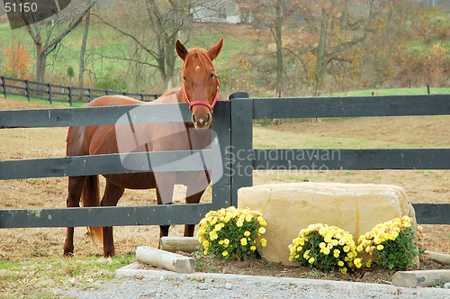 Image of Horse in Autumn