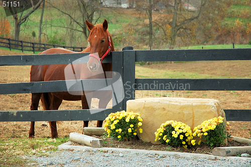 Image of Horse in the Autumn