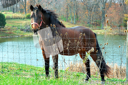 Image of Horse by the Pond