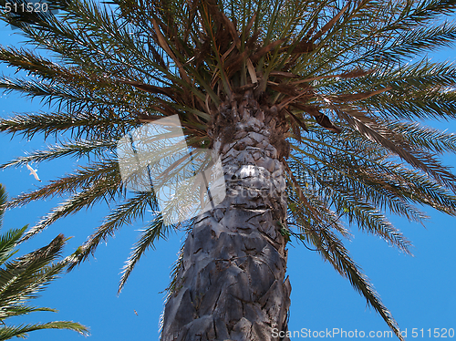 Image of Palm Tree