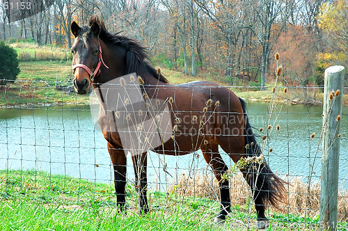 Image of Horse by the Water
