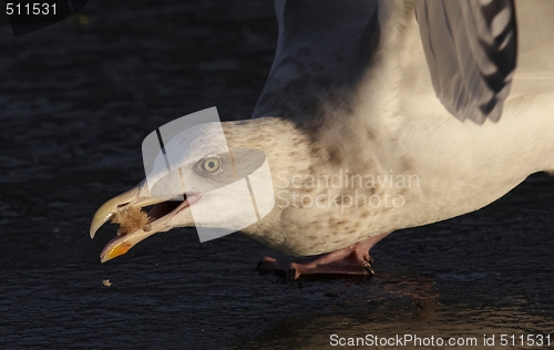 Image of Seagull on the ice