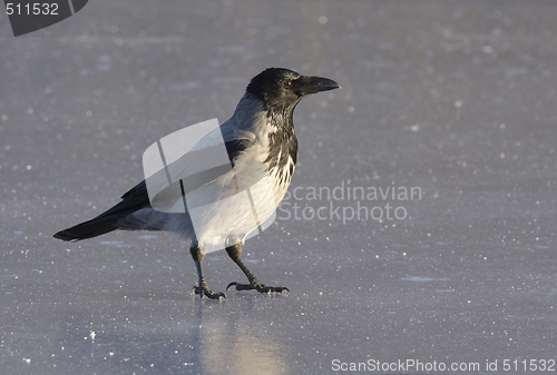 Image of Hooded Crow on the ice.