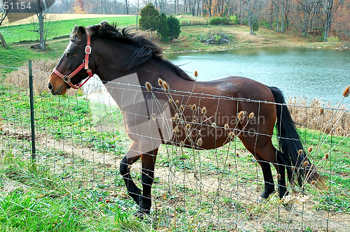 Image of Horse by the Pond