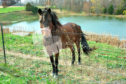 Image of Horse by the Pond