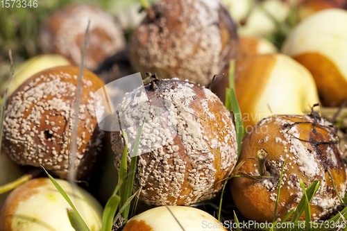 Image of rotten Apple