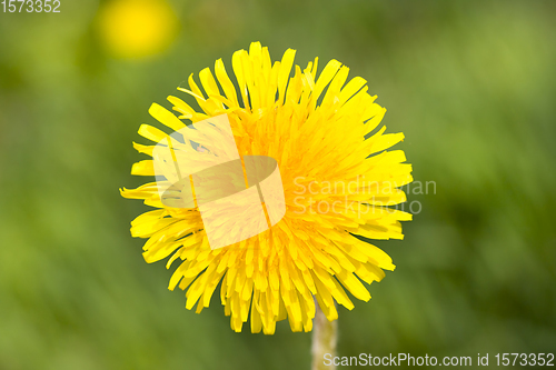 Image of yellow beautiful dandelions