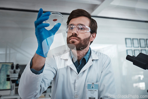 Image of Science, blood and sample with a doctor man at work in a laboratory for analysis or research. Medical, innovation and dna with a male scientist working in a lab for development or breakthrough
