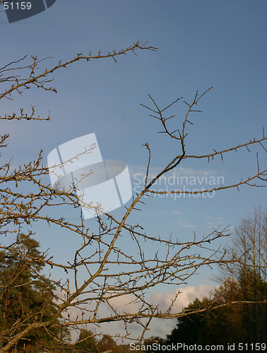 Image of branches