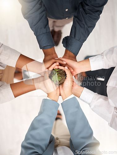 Image of Support, environment and plant with hands of business people for sustainability, earth day and growth. Wellness, teamwork and peace with group and soil for climate change, future and eco friendly