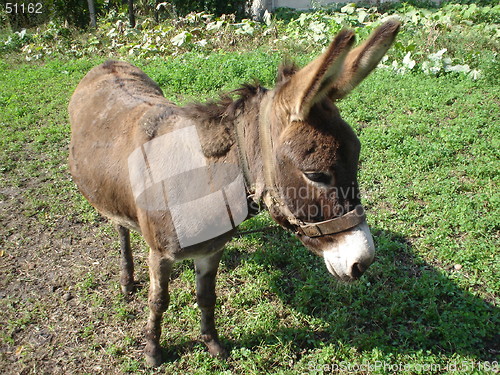 Image of donkey