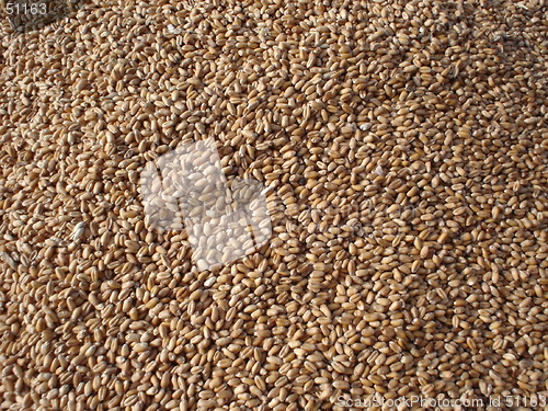 Image of wheat