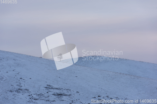 Image of Lonely tree in snowy Altai