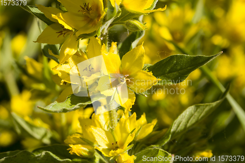 Image of beautiful flower of yellow color