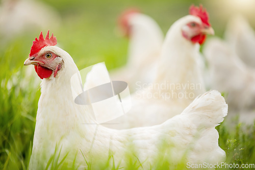 Image of Chicken, farm and grass on field for sustainable production, agriculture growth and food ecology. Poultry farming, animals and birds in countryside for eggs, protein and livestock industry in nature