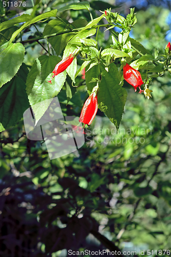 Image of Trees and Flower