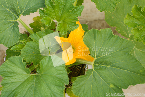 Image of Bright yellow zucchini flower on a background of green leaves