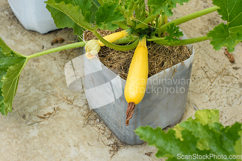 Image of Growing zucchini in plastic pots on concrete