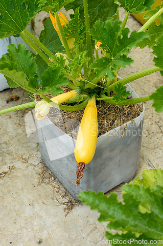 Image of Growing yellow zucchini in pots on concrete