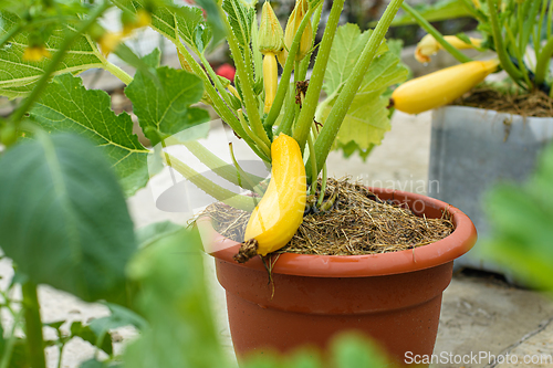 Image of Growing yellow zucchini in plastic flower pots