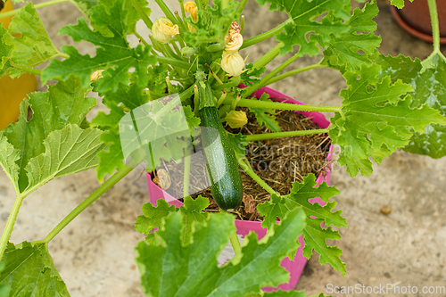 Image of Close-up of zucchini fruit grown in plastic pots