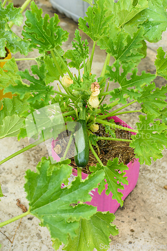 Image of Fruiting of zucchini grown in plastic pots