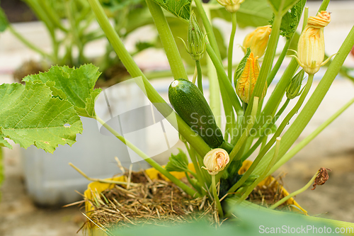 Image of Young zucchini fruit grown in plastic pots