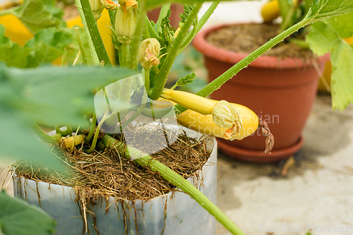 Image of Growing yellow zucchini in plastic pots
