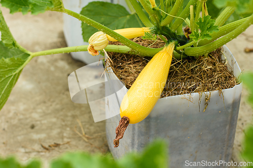 Image of Yellow squash grown in a plastic pot