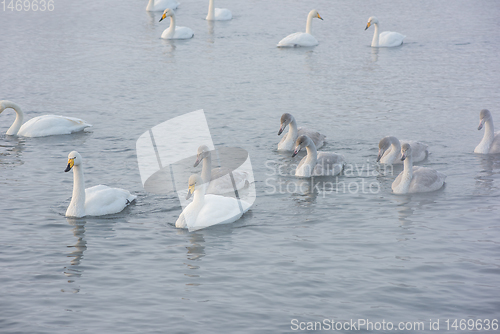 Image of Whooper swans swimming in the lake