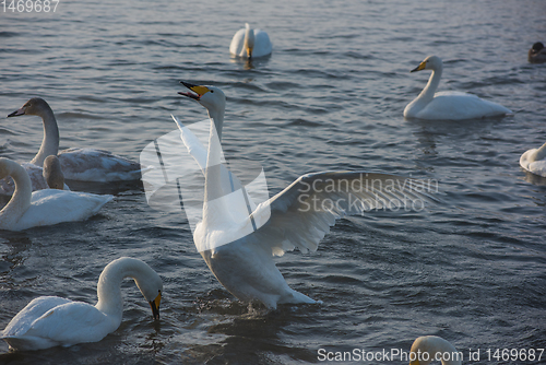 Image of Whooper swans swimming in the lake