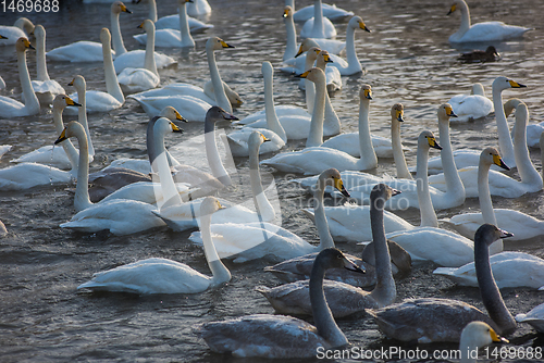 Image of Whooper swans swimming in the lake