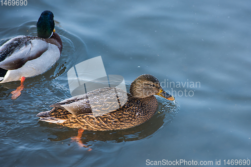 Image of Duck swimming in lake