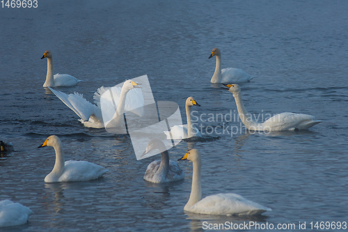 Image of Whooper swans swimming in the lake