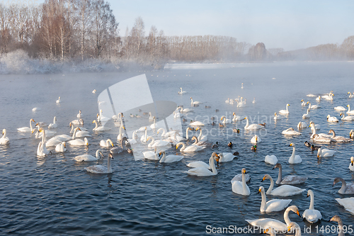 Image of Whooper swans swimming in the lake