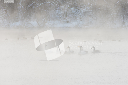 Image of Whooper swans swimming in the lake