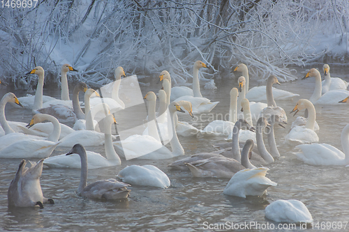 Image of Whooper swans swimming in the lake