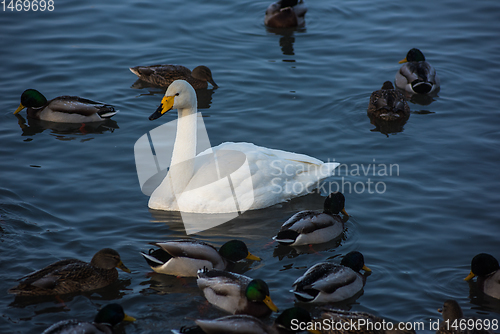 Image of Whooper swans swimming in the lake