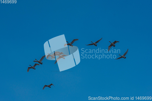 Image of Flying whooper swans